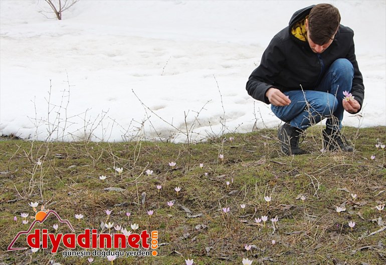 kardelen açtı çiçekleri Karlıova