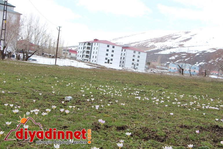 çiçekleri Karlıova