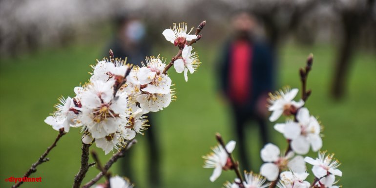 Kars'ta çiçek açan kayısı ağaçları görsel şölen sunuyor