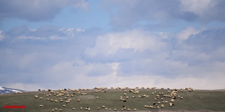 Kars'ta havalar ısınınca meralar şenlendi