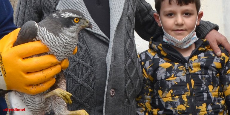 Kars'ta küçük çocuğun yaralı bulduğu atmaca tedavi altına alındı