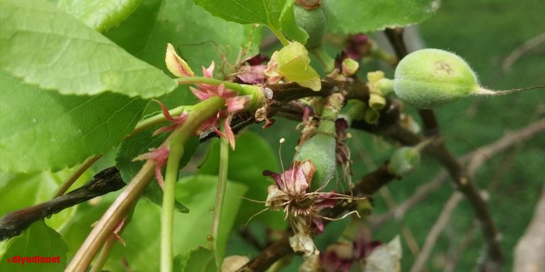 Kars'ta kayısı ağaçlarını dolu vurdu