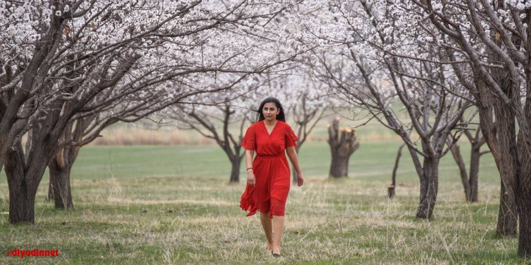 Kars'ta kayısı bahçeleri bu kez çiçeklerle beyaza büründü