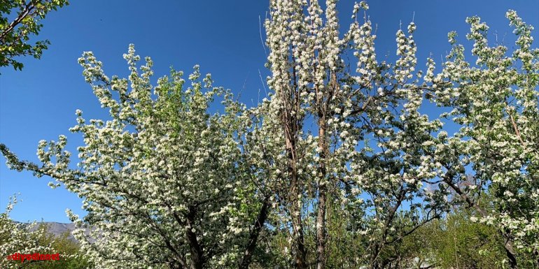 Kars'ta tescilli "uzun elma" ağaçları çiçek açmaya başladı