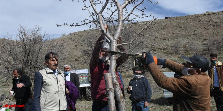Malatya'da kırsaldaki ahlat ağaçları aşılanarak "Akçadağ armuduna" dönüştürülecek