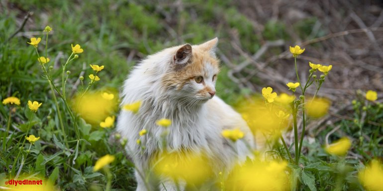 Munzur Vadisi Milli Parkı baharın müjdecisi çiçeklerle renklendi