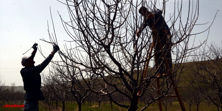 Muş'ta baharla birlikte ağaçlar budanmaya başlandı