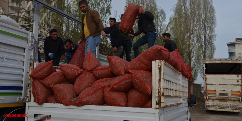 Muş'ta dağlardan toplanan çiriş bitkisi birçok ile gönderiliyor
