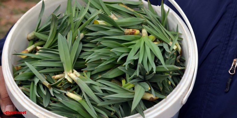 Muş'ta dağlardan toplanan çiriş otu gelir kapısı oldu