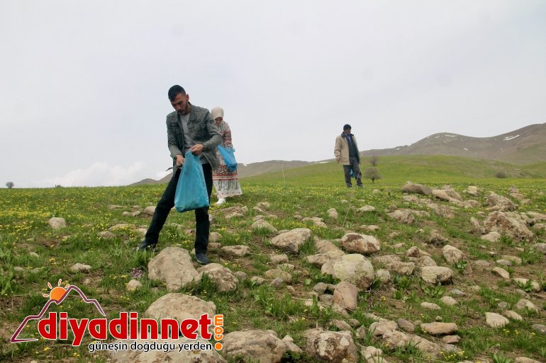 Şifa deposu çiriş otu için kilometrelerce yol gidiyorlar1