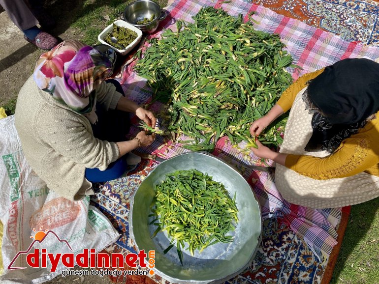 Şifa deposu çiriş otu için kilometrelerce yol gidiyorlar2