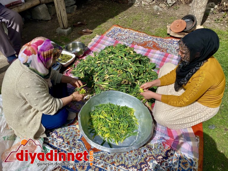 Şifa deposu çiriş otu için kilometrelerce yol gidiyorlar5