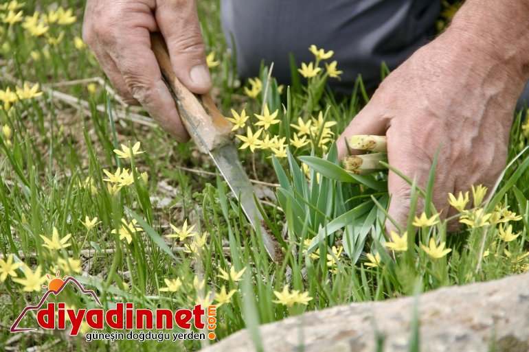 Şifa deposu çiriş otu için kilometrelerce yol gidiyorlar6