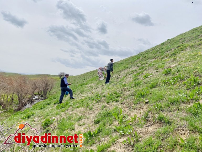 Şifa deposu çiriş otu için kilometrelerce yol gidiyorlar7