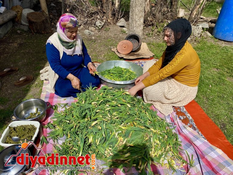 Şifa deposu çiriş otu için kilometrelerce yol gidiyorlar8