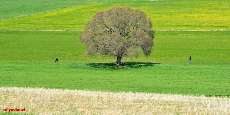 Tunceli'de ilkbaharın gelişiyle buğday ve arpa tarlaları yeşile büründü