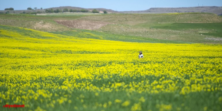 Tunceli'de yabani hardal çiçekleri tarlaları sarıya bürüdü
