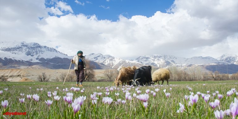 Tunceli baharın müjdecisi çiçeklerle renklendi