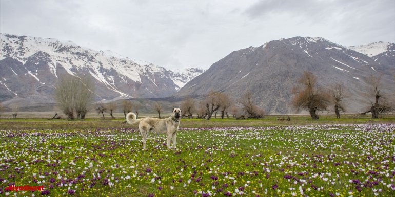 Tunceli'nin ovaları kardelen, nergis ve düğün çiçekleriyle rengarenk oldu