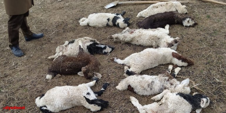 Van'da damı çöken ahırdaki 12 küçükbaş hayvan telef oldu