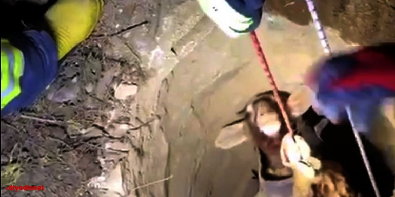 Van'da kuyuya düşen koyunu AFAD ekipleri kurtardı