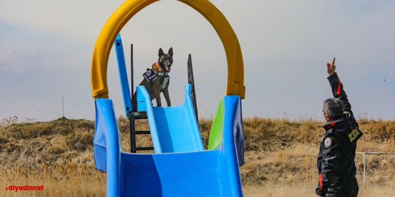Narkotik köpeği "Magnum" Van'daki ilk operasyonundan tam not aldı