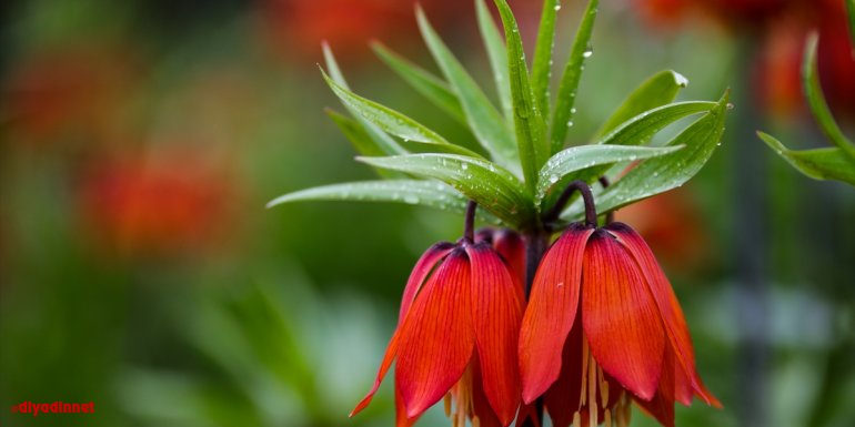 Ters laleler etkileyici güzellikleriyle ilgi odağı oldu