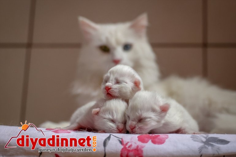 Van kedileri 2021'in ilk yavrularını dünyaya getirdi