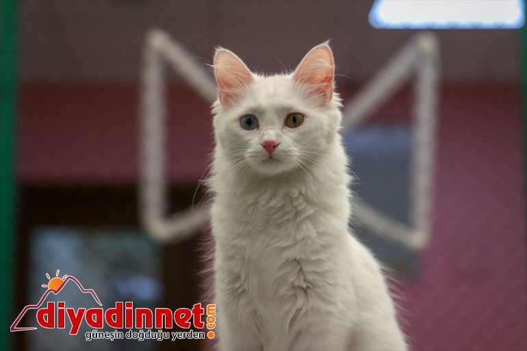 ilk yavrularını Van getirdi dünyaya 2021