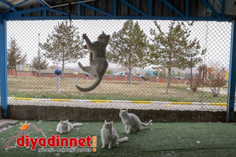 ilk yavrularını 2021