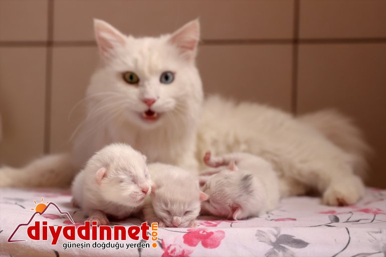 yavrularını dünyaya ilk 2021