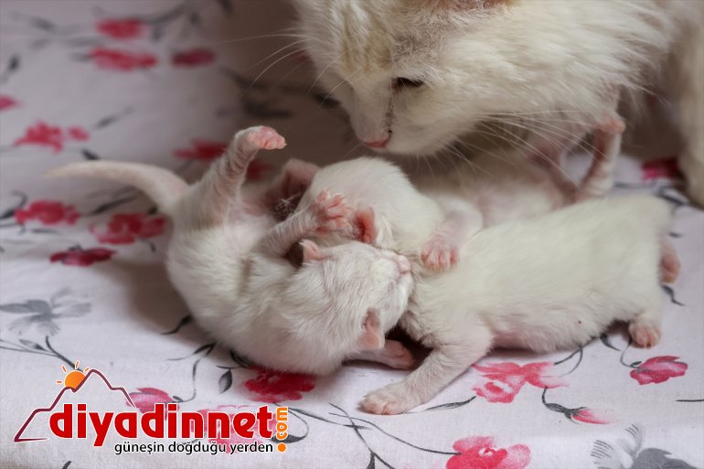 kedileri yavrularını dünyaya ilk Van getirdi 2021