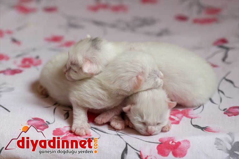 Van getirdi VAN - ilk 2021