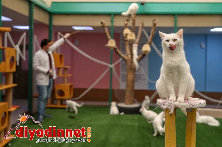 kedileri dünyaya Van ilk 2021