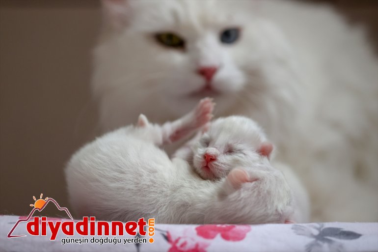 yavrularını dünyaya getirdi 2021