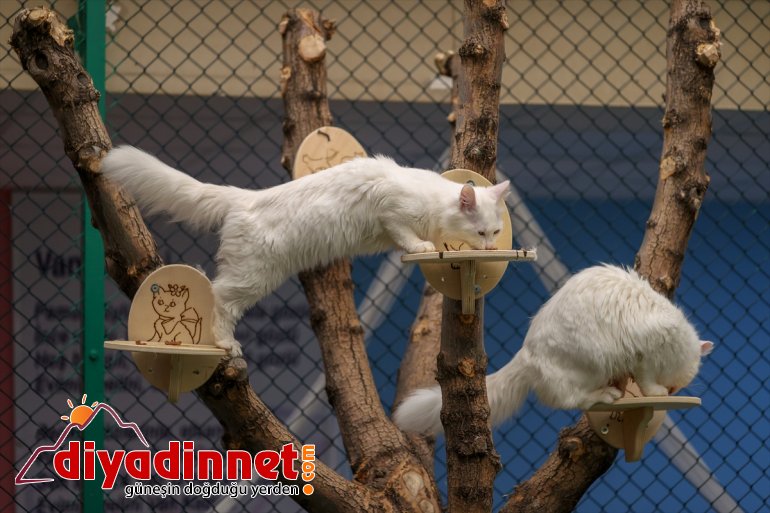 kedileri dünyaya - Van ilk 2021