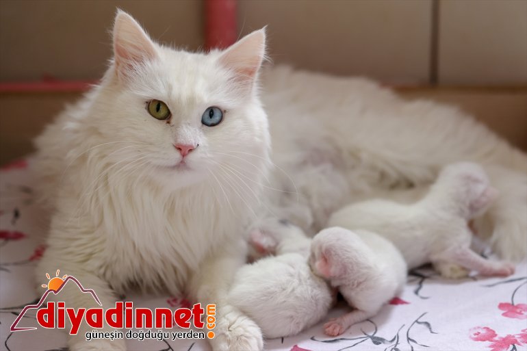 getirdi VAN yavrularını ilk Van dünyaya - kedileri 2021