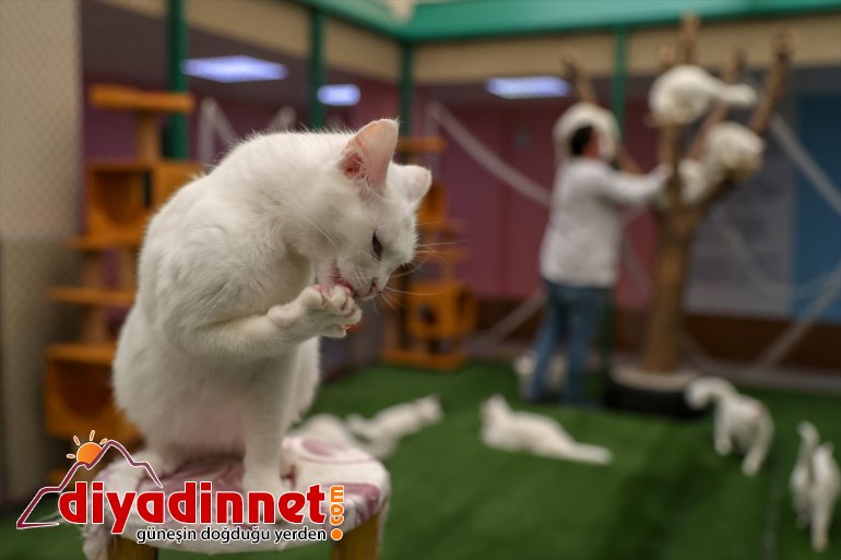 VAN yavrularını ilk 2021