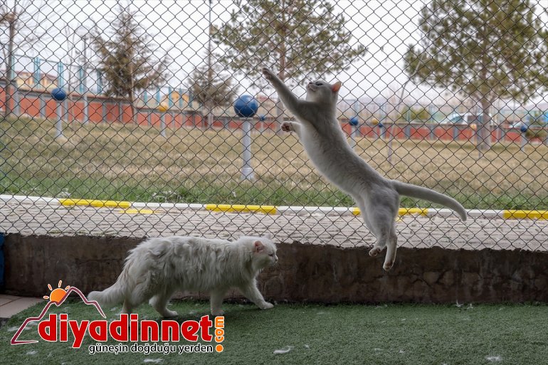 Van kedileri ilk yavrularını dünyaya getirdi 2021