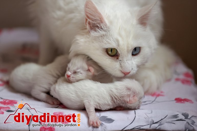 - VAN ilk kedileri 2021