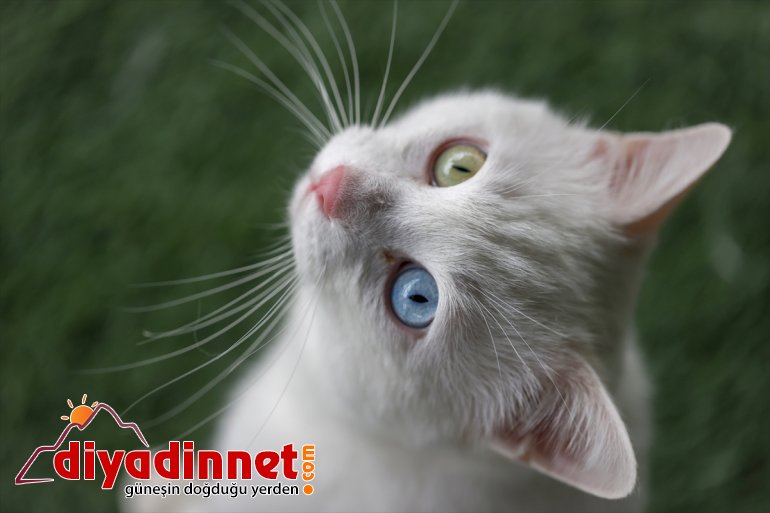 dünyaya ilk kedileri getirdi VAN - Van 2021