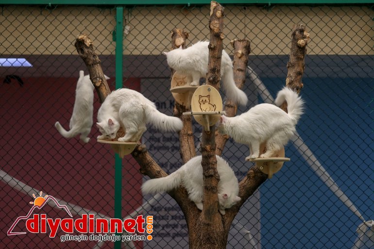 - VAN ilk Van yavrularını 2021