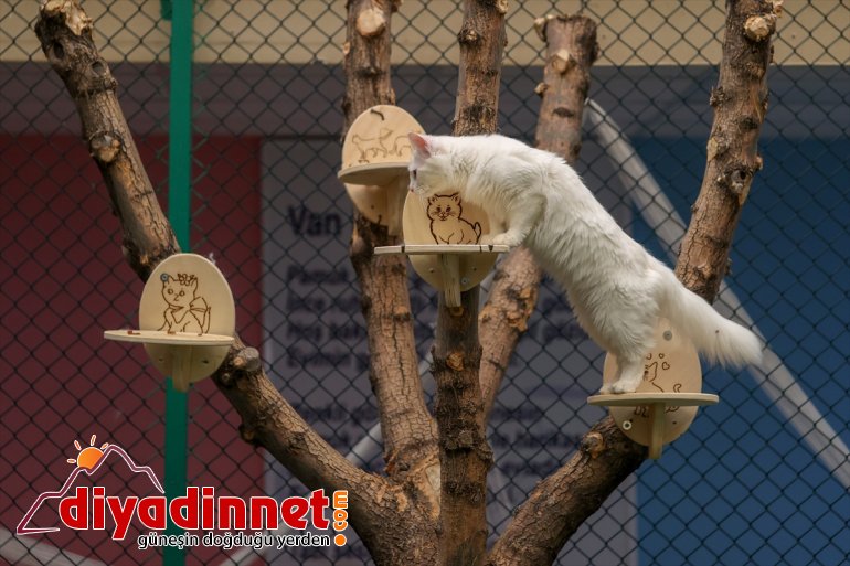 Van getirdi dünyaya kedileri VAN ilk - yavrularını 2021