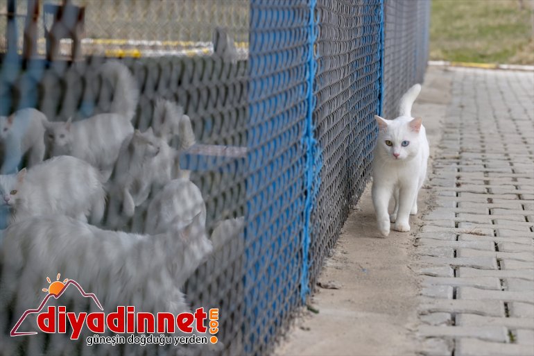 dünyaya VAN ilk 2021