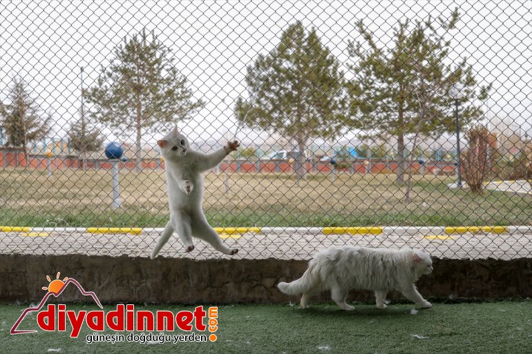 dünyaya VAN yavrularını 2021