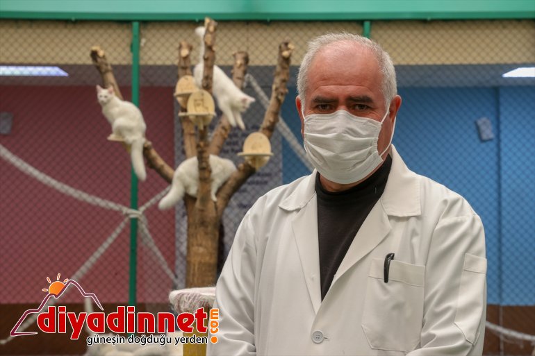 dünyaya ilk - VAN Van getirdi kedileri yavrularını 2021