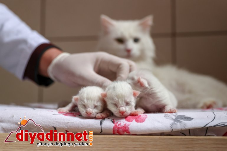 kedileri yavrularını dünyaya - Van getirdi ilk 2021