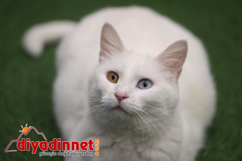 VAN yavrularını dünyaya getirdi kedileri ilk Van - 2021