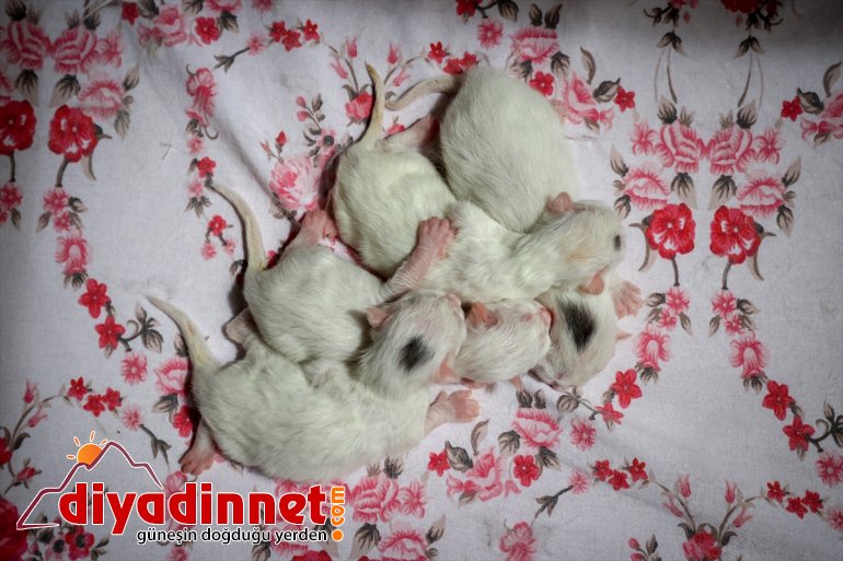 ilk getirdi dünyaya VAN - 2021