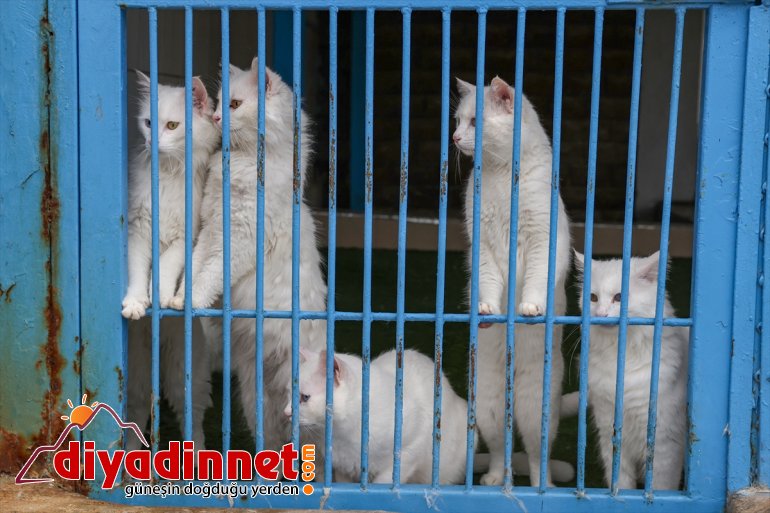 VAN getirdi - dünyaya ilk 2021